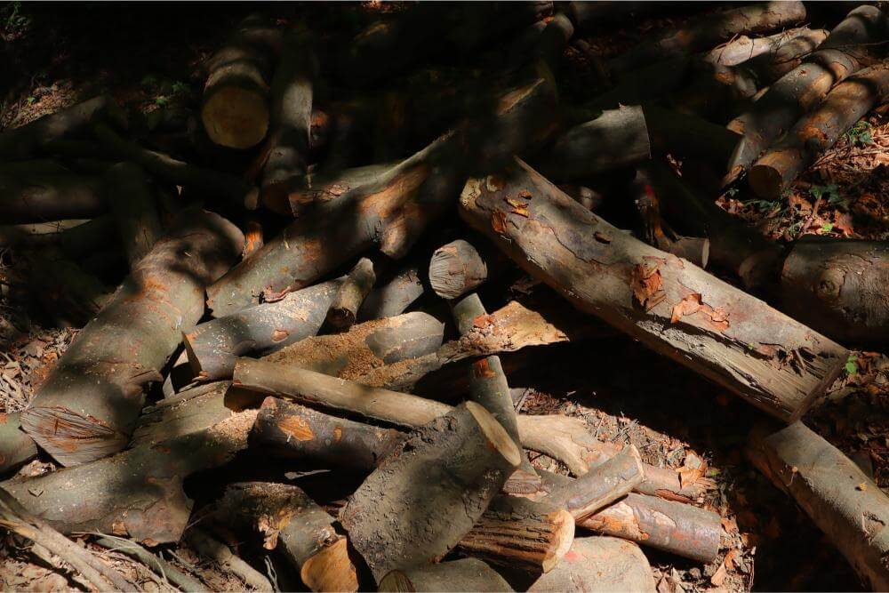 Natura morta