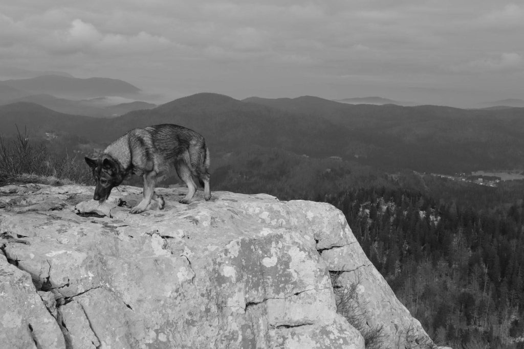 Bitoraj, 2025