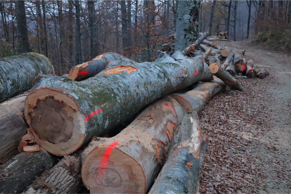 I'm off to the Forest Before they Cut It…