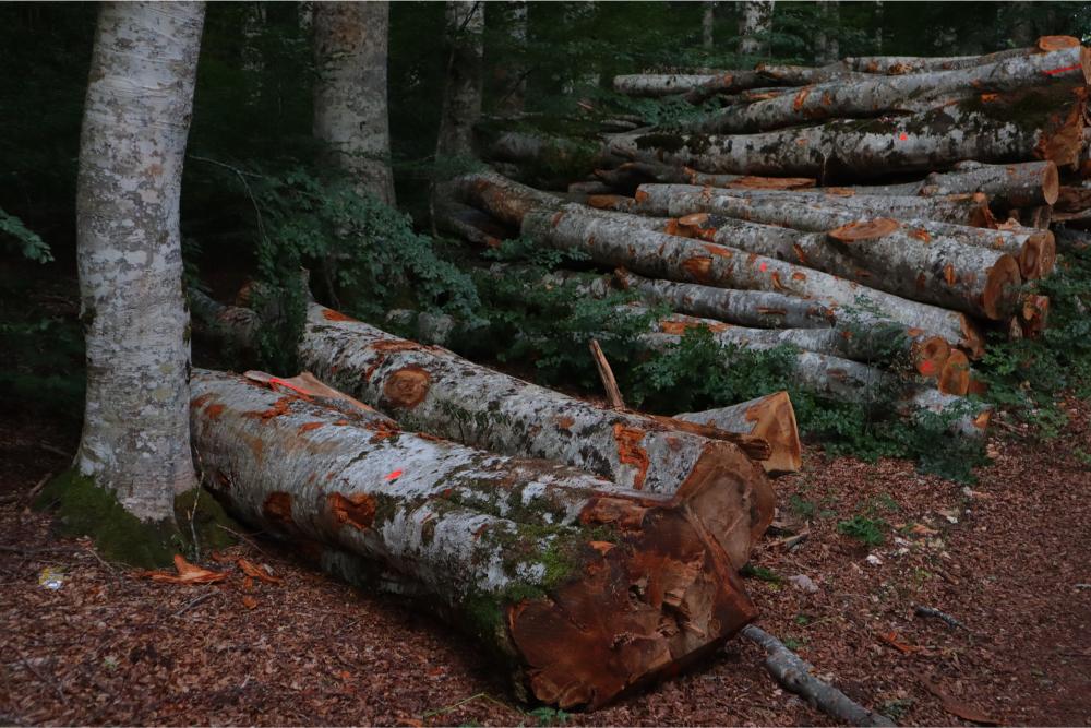 I'm off to the Forest Before they Cut It…