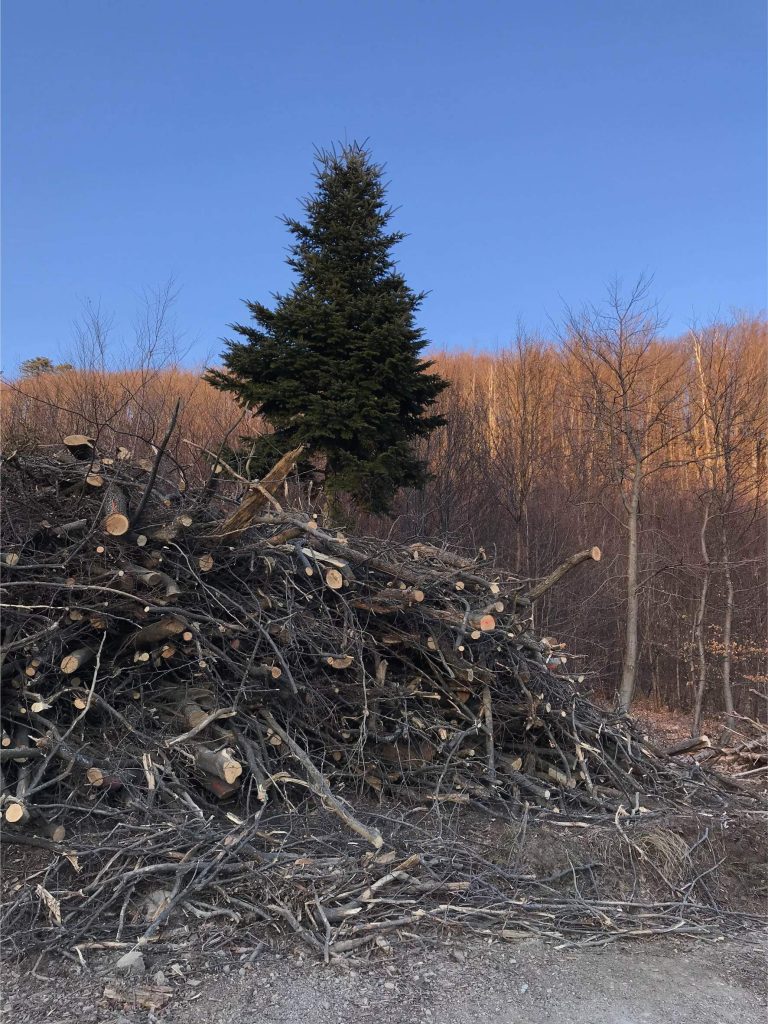I'm off to the Forest Before they Cut It…, (2019-ongoing)