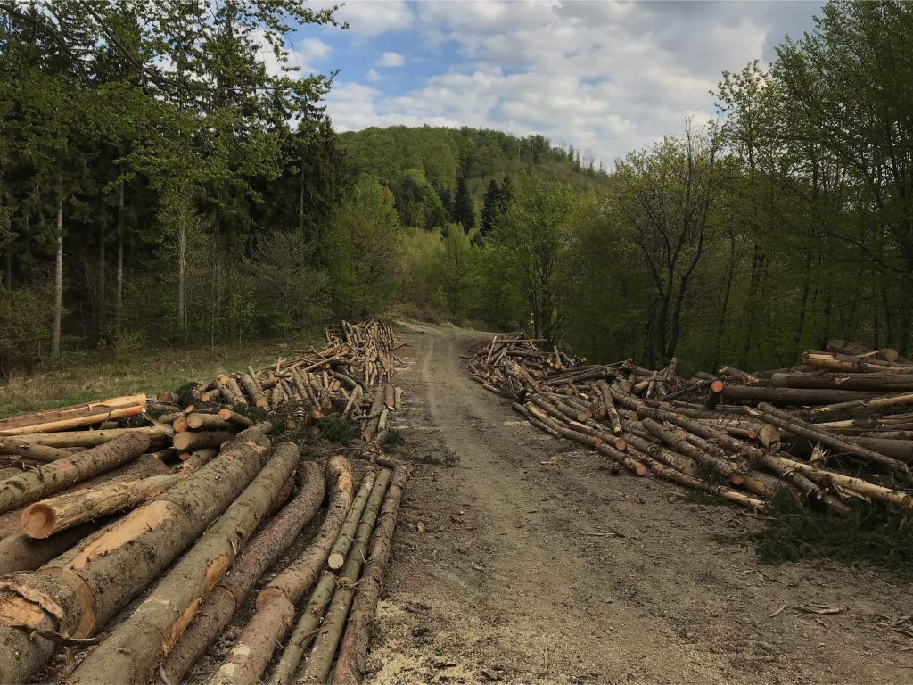 I'm off to the Forest Before they Cut It…, (2019-ongoing)