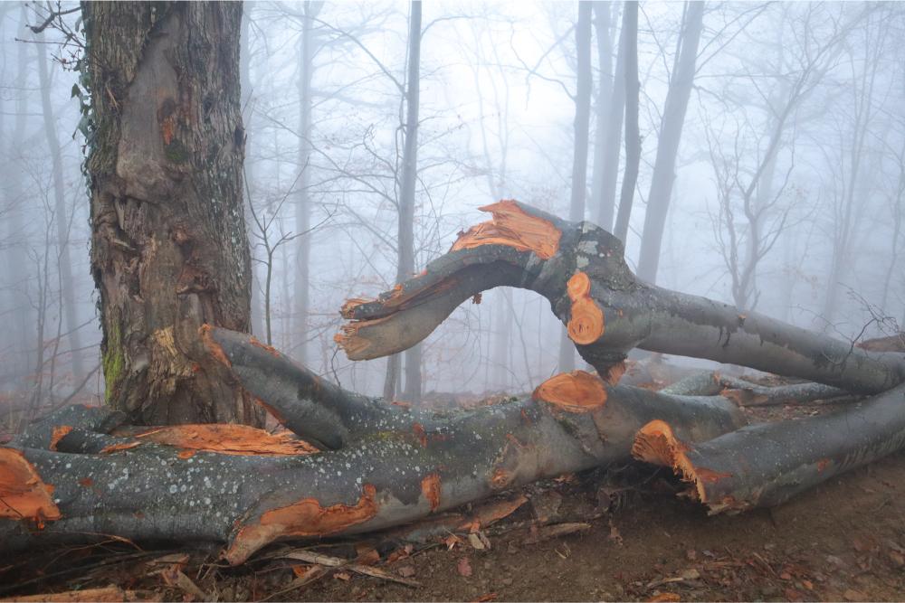 I'm off to the Forest Before they Cut It…