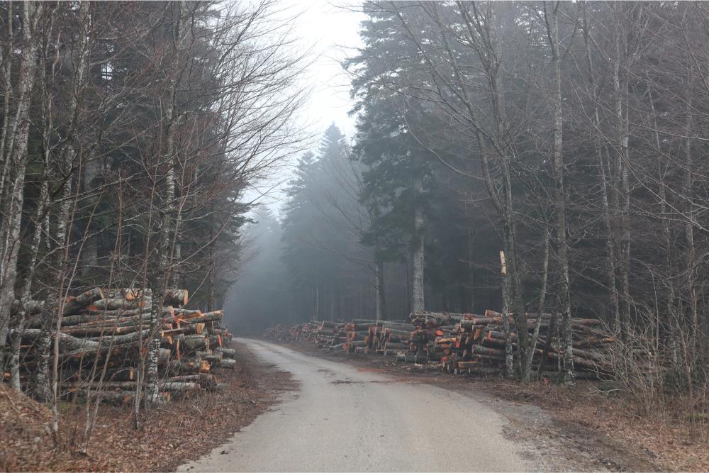 I'm off to the Forest Before they Cut It…