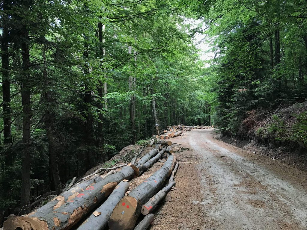 I'm off to the Forest Before they Cut It…, (2019-ongoing)