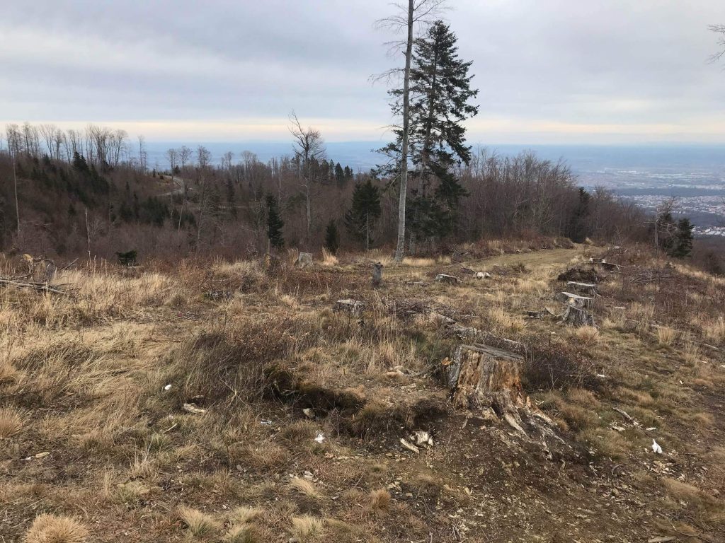 I'm off to the Forest Before they Cut It…, (2019-ongoing)